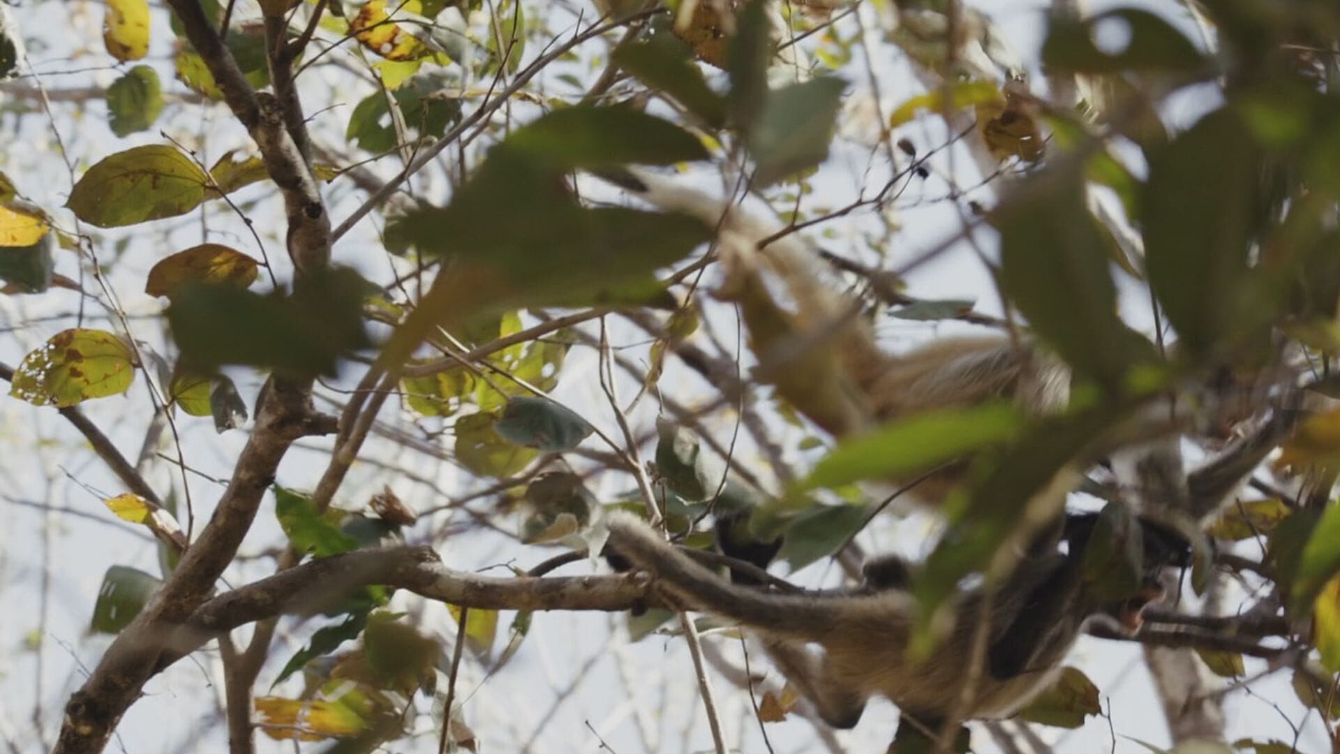 Vignette du programme télé Les animaux, sauveurs des forêts tropicales