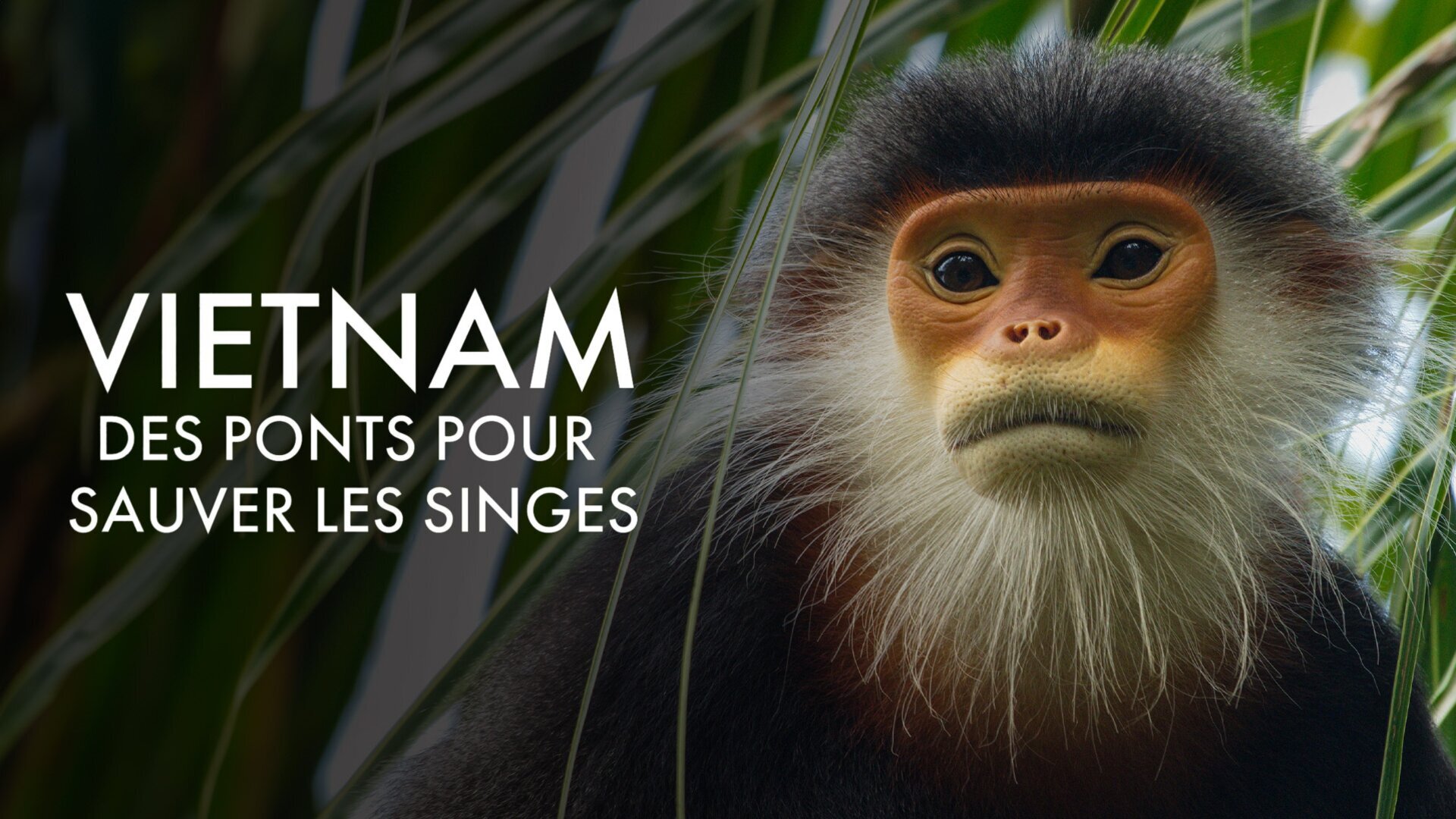 Vignette du programme télé Vietnam, des ponts pour sauver les singes