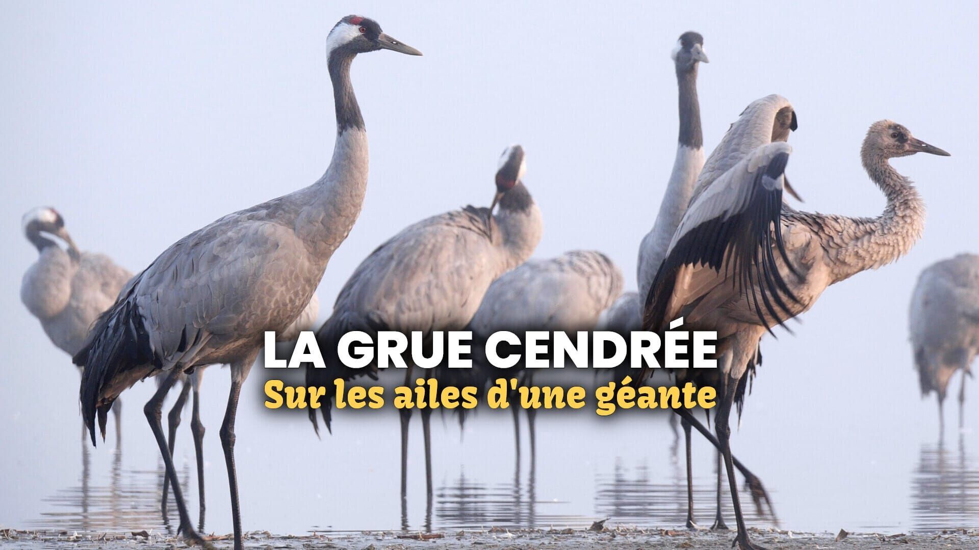 Vignette du programme télé La grue cendrée : Sur les ailes d'une géante