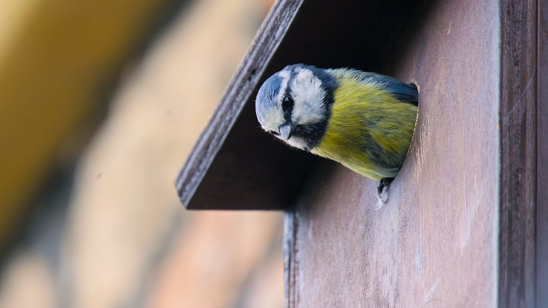 Vignette du programme télé La vie secrète des jardins britanniques