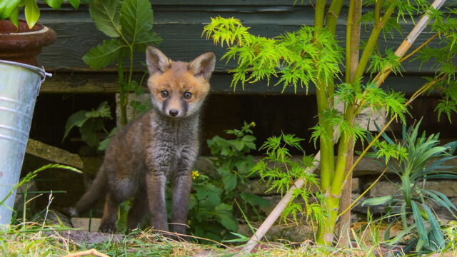 Vignette du programme télé La vie secrète des jardins britanniques