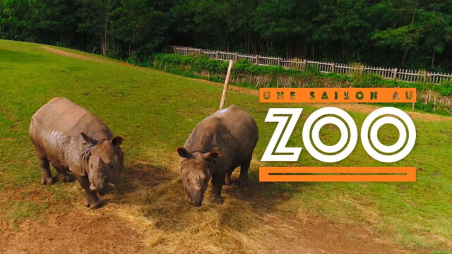 Vignette du programme télé Une saison au zoo