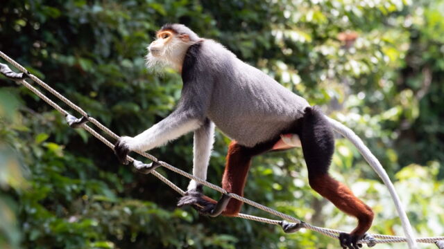 Vignette du programme télé Vietnam, des ponts pour sauver les singes