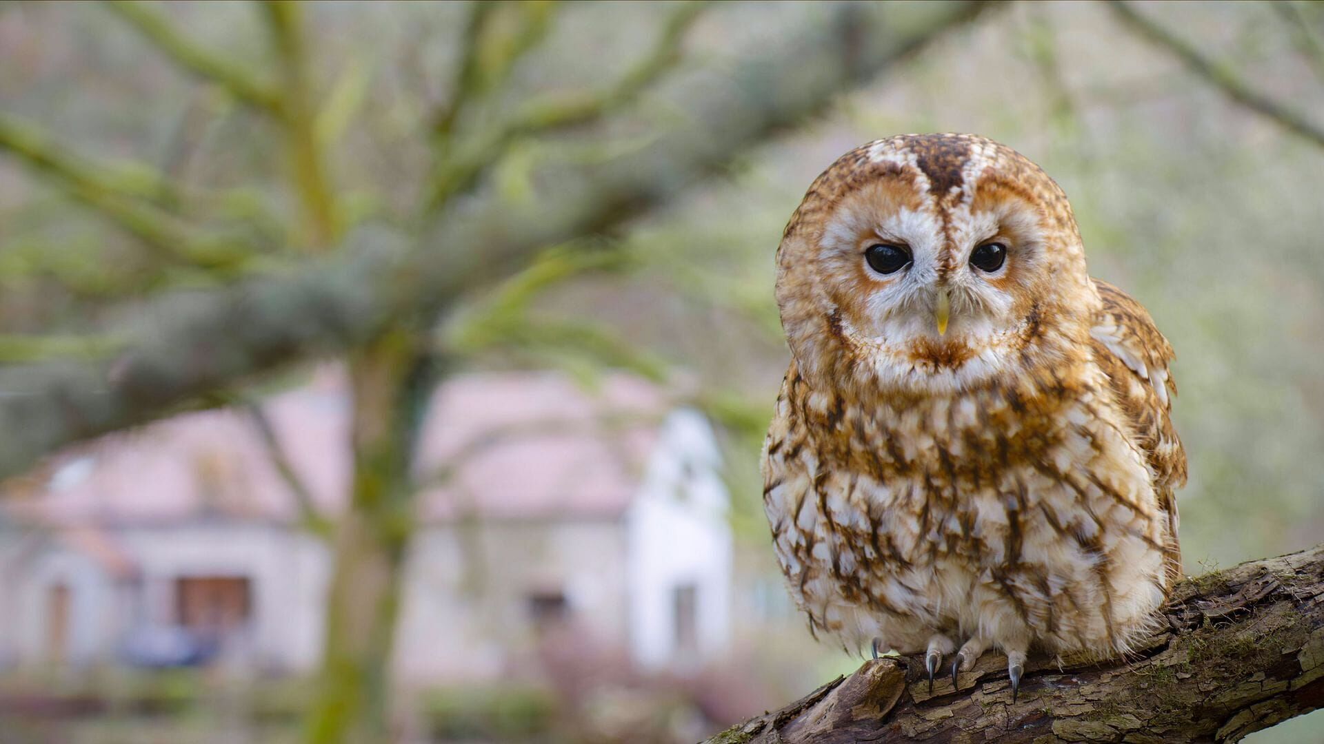 Vignette du programme télé La vie secrète des jardins britanniques