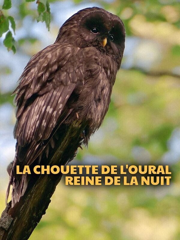 Vignette du programme télé La chouette de l'Oural, reine de la nuit