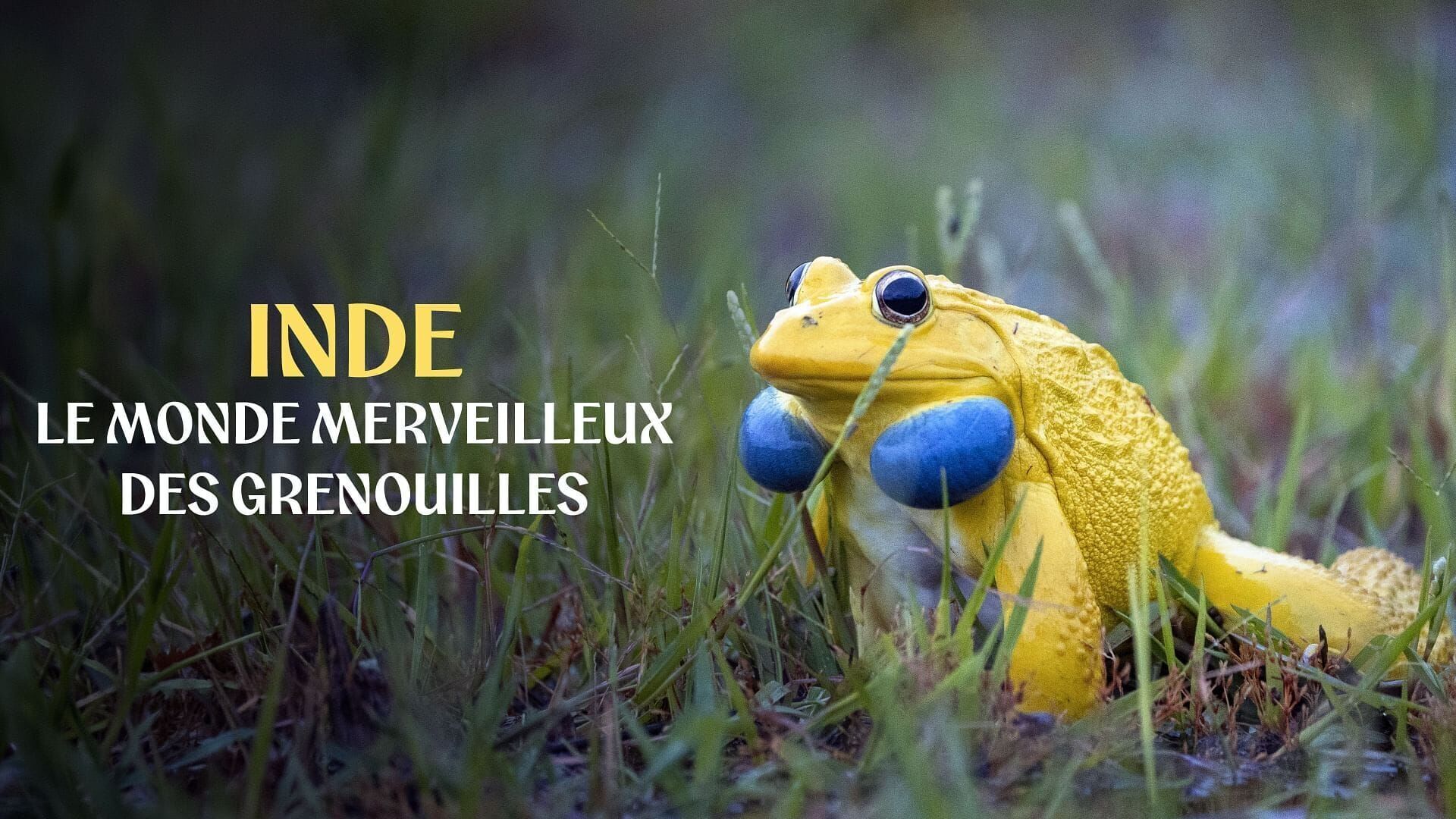 Vignette du programme télé Inde : Le monde merveilleux des grenouilles