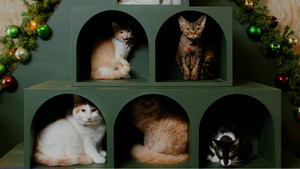 Vignette du programme télé Un Noël chatoyant !