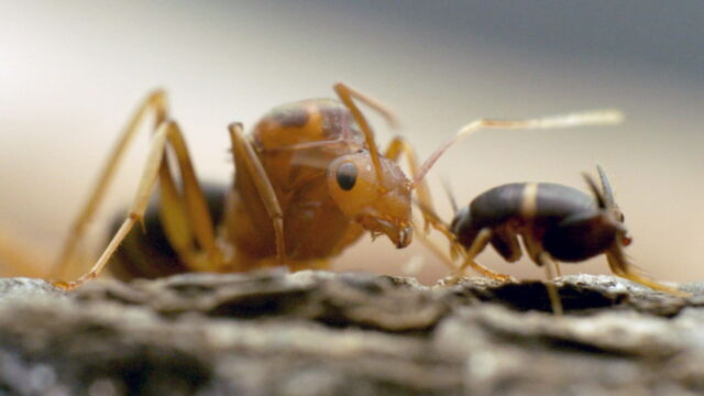 Vignette du programme télé Les vrais maîtres de la Terre : Les insectes