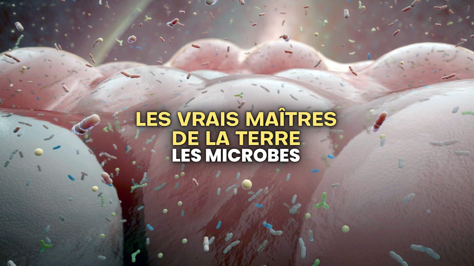 Vignette du programme télé Les vrais maîtres de la Terre : Les microbes