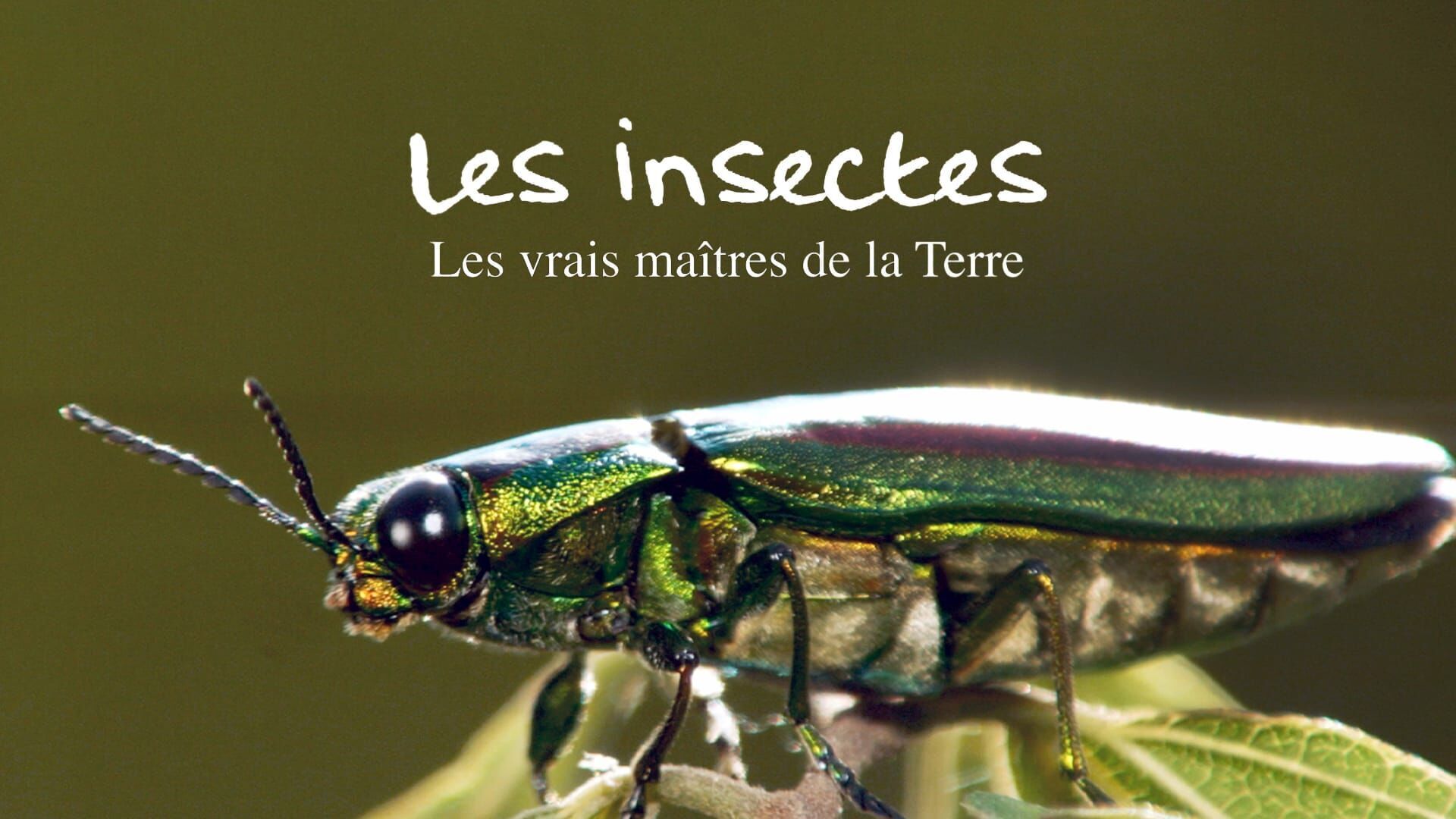 Vignette du programme télé Les vrais maîtres de la Terre : Les insectes