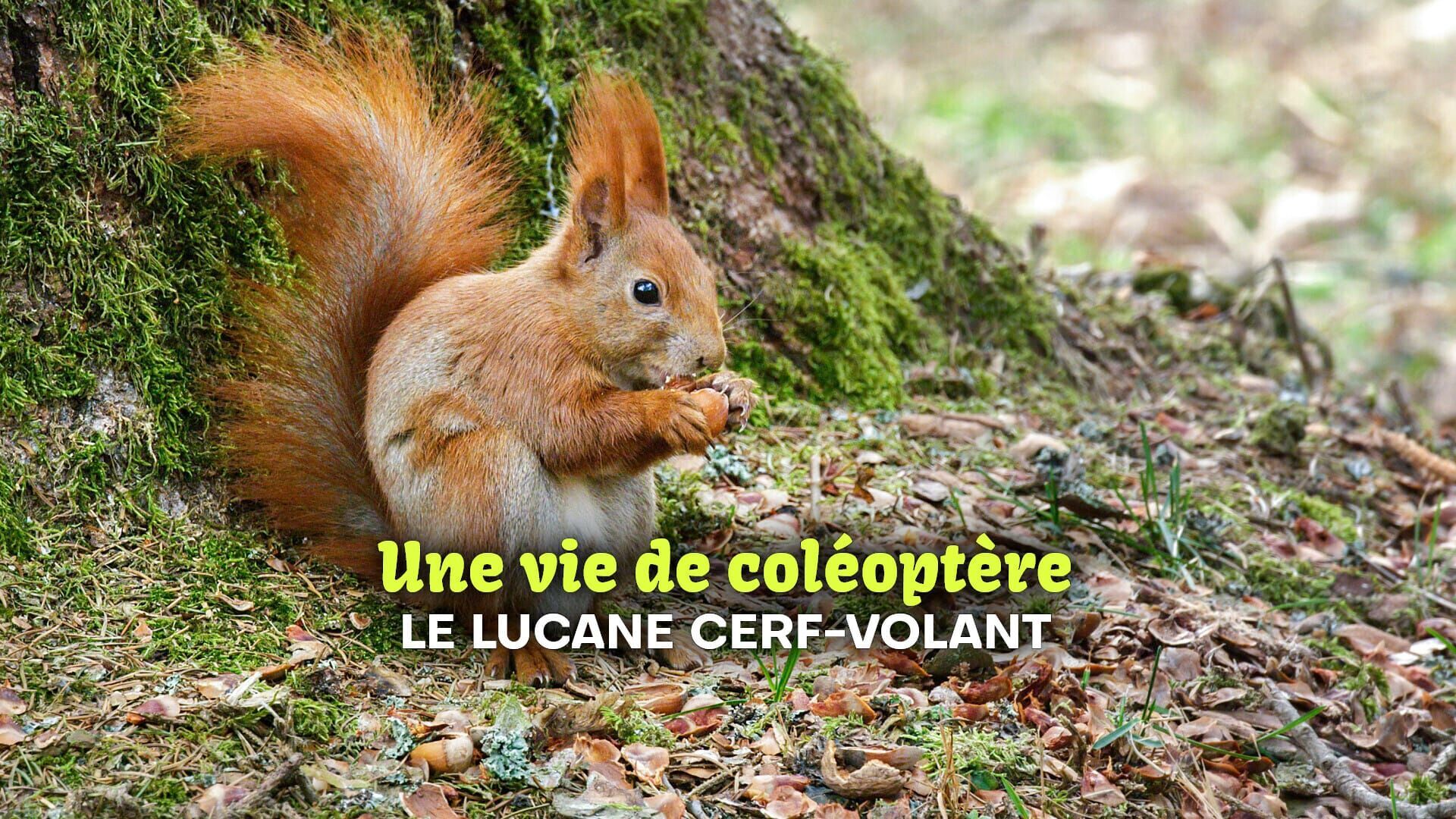 Vignette du programme télé Une vie de coléoptère : le lucane cerf-volant