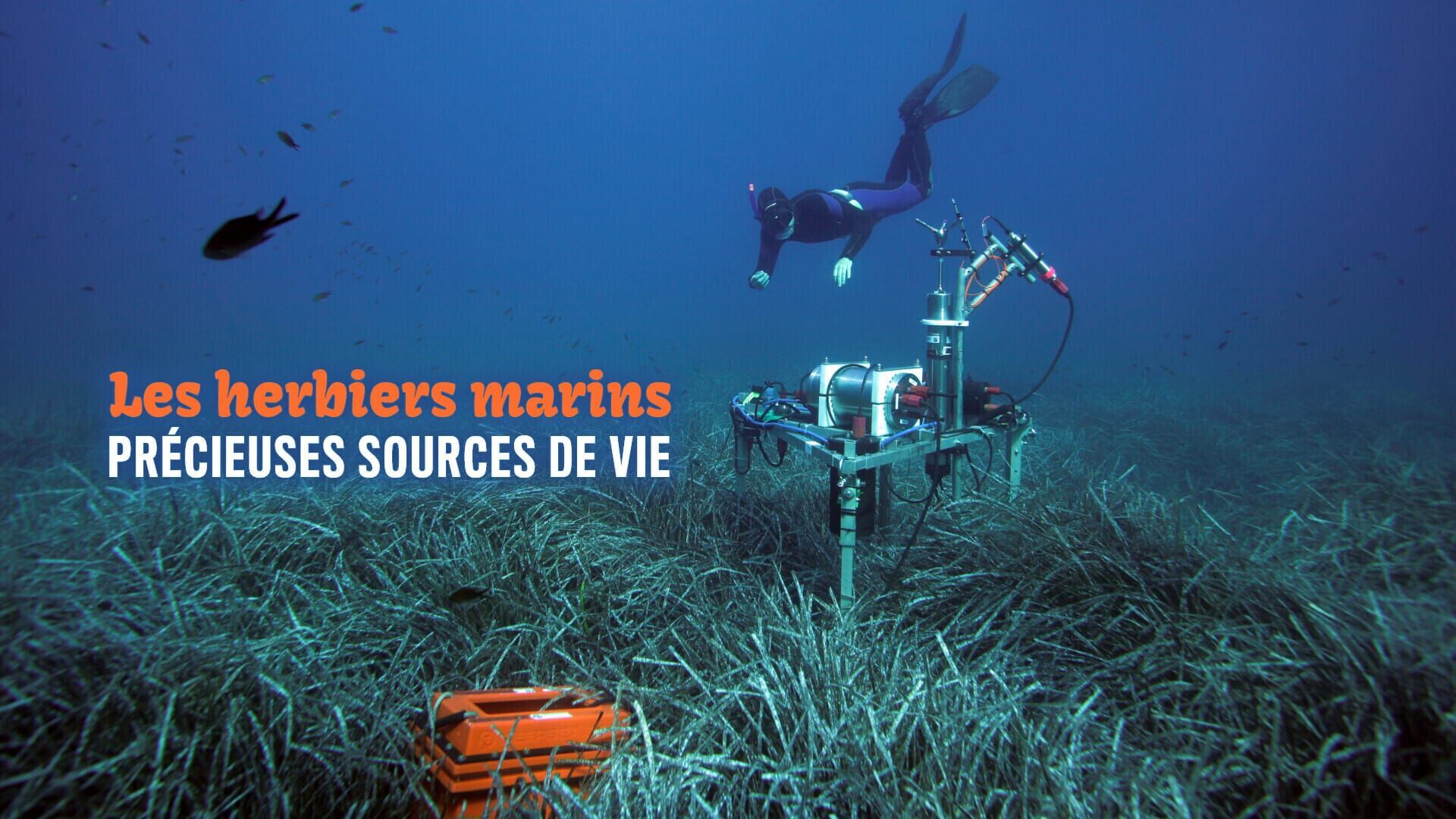 Vignette du programme télé Les herbiers marins : Précieuses sources de vie