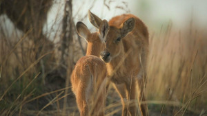 Vignette du programme télé Mère nature (Des mères tenaces) S1 (n°1)