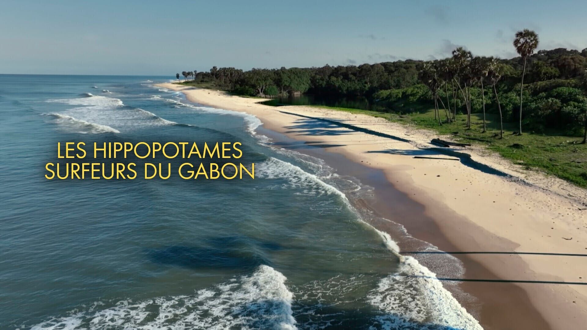 Vignette du programme télé Les hippopotames surfeurs du Gabon