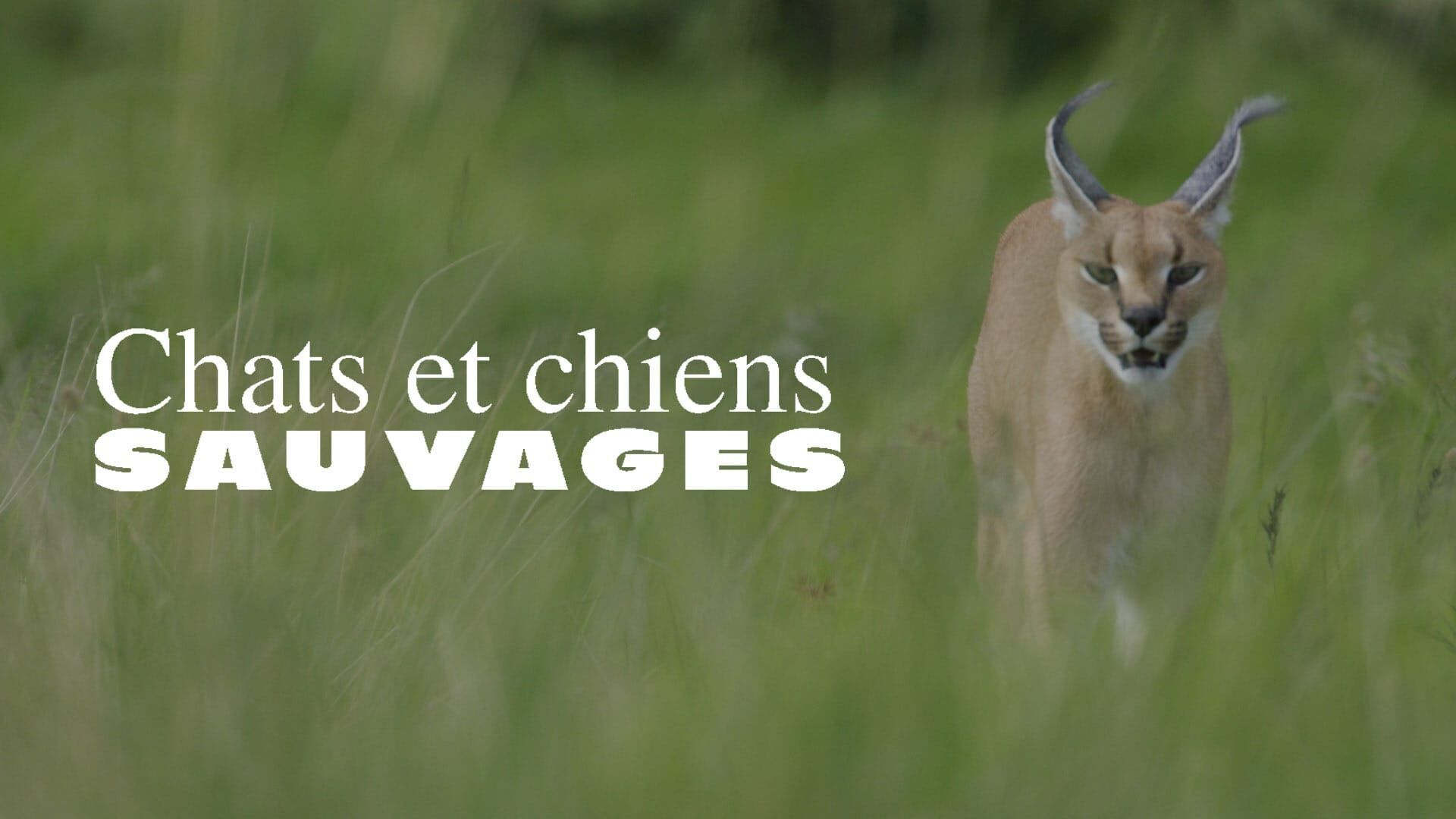 Vignette du programme télé Chats et chiens sauvages