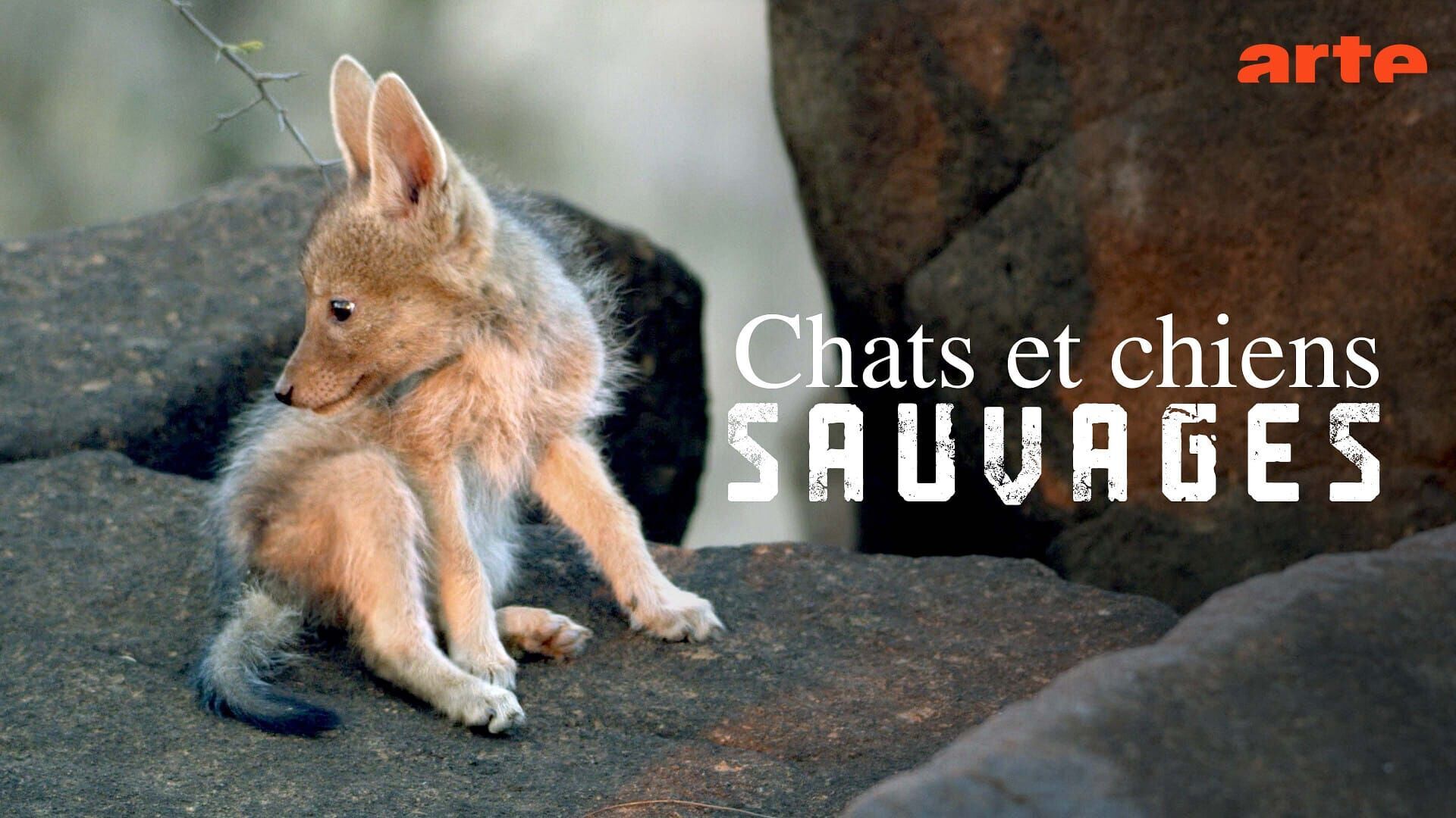 Vignette du programme télé Chats et chiens sauvages