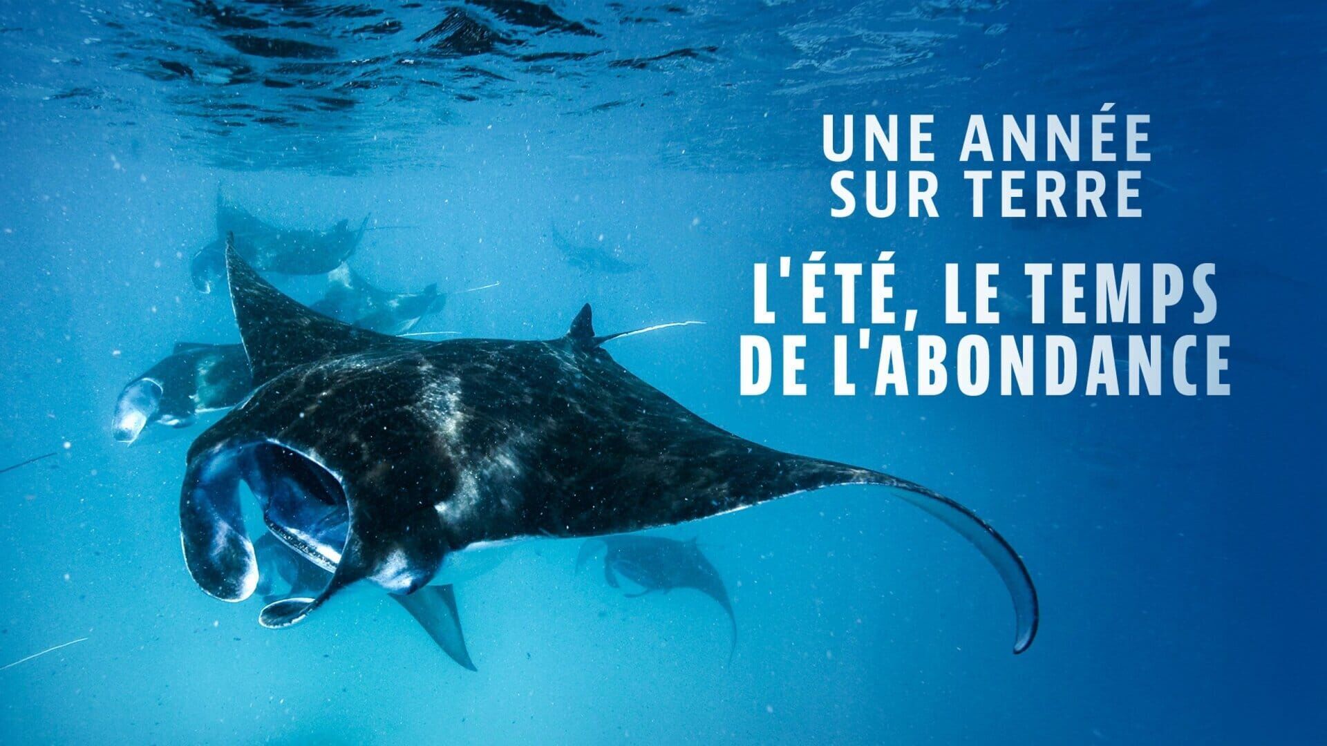 Vignette du programme télé Une année sur Terre