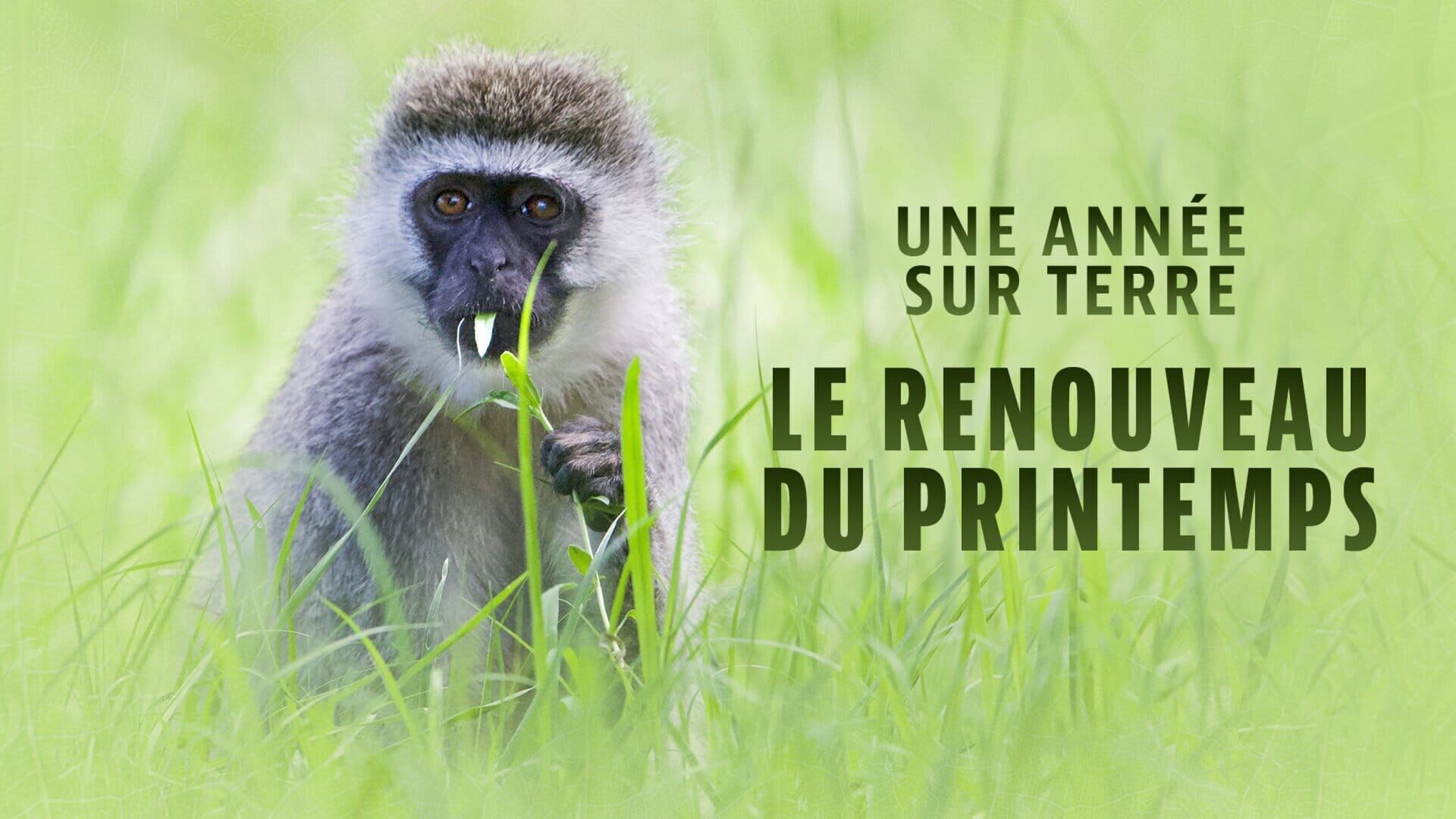Vignette du programme télé Une année sur Terre