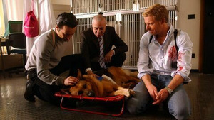 Vignette du programme télé Rex (Une vie pour une vie) S14 (9/12)