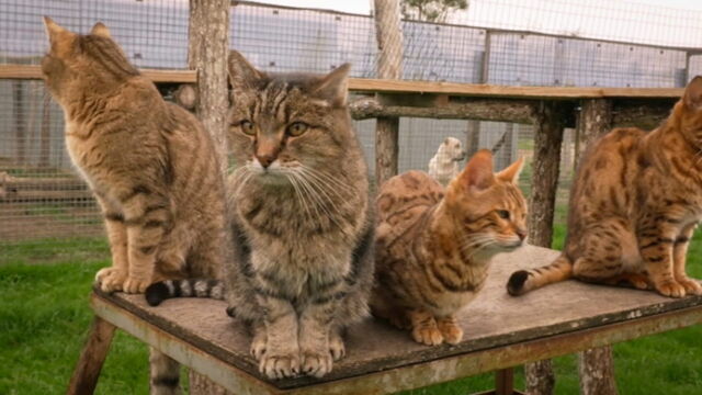 Vignette du programme télé La vie secrète des chats