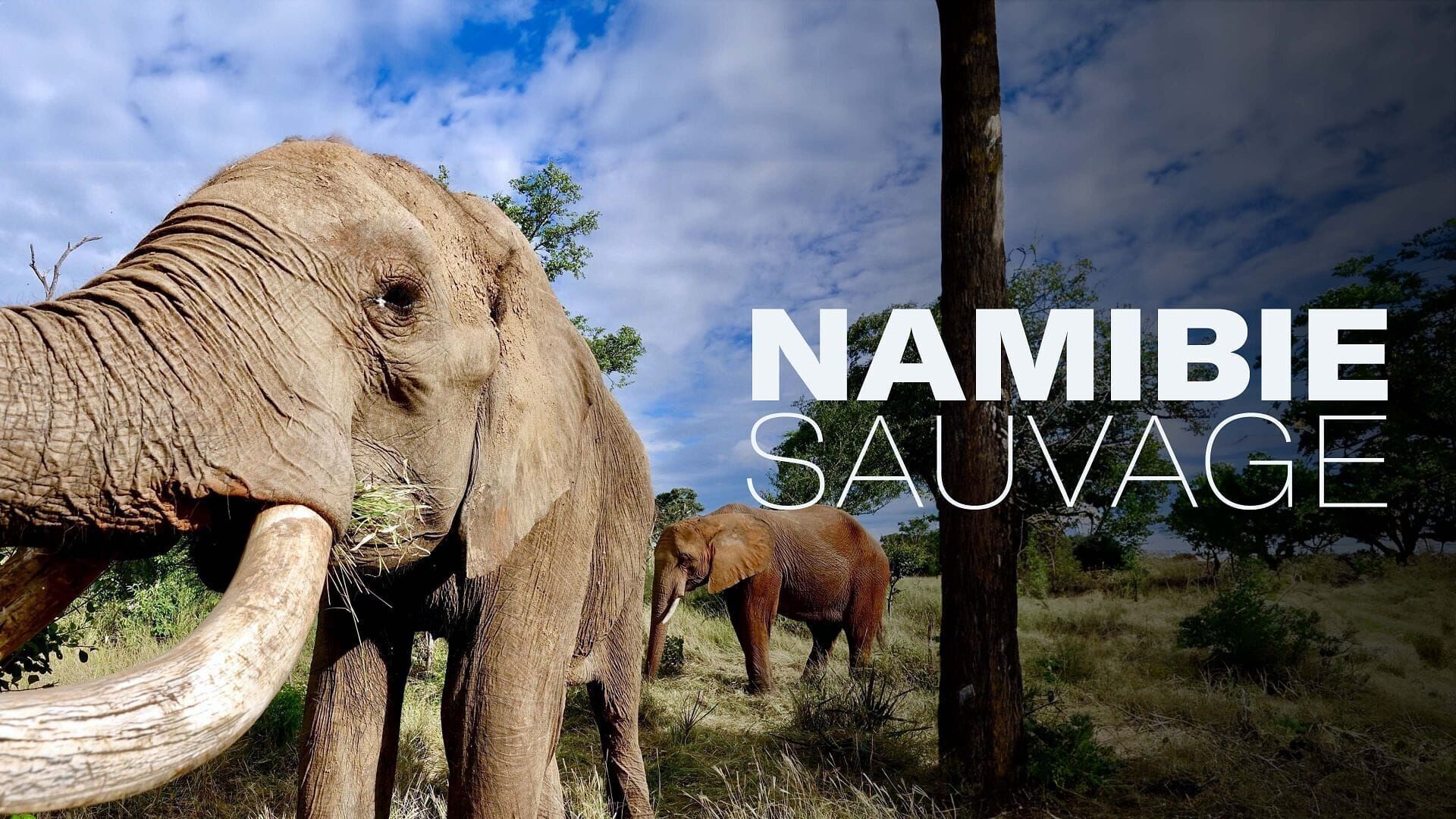 Vignette du programme télé Namibie sauvage
