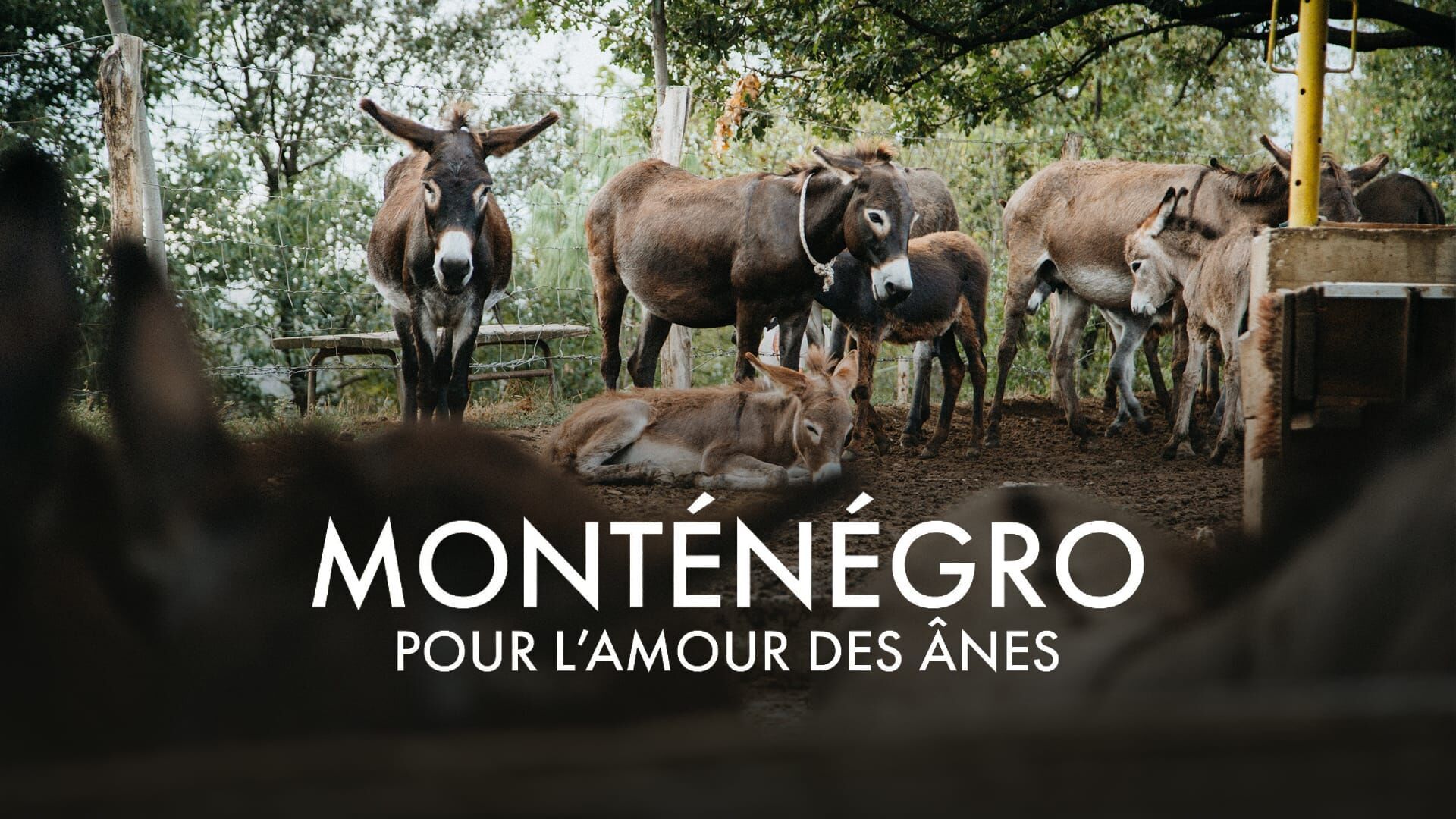 Vignette du programme télé Monténégro, pour l'amour des ânes