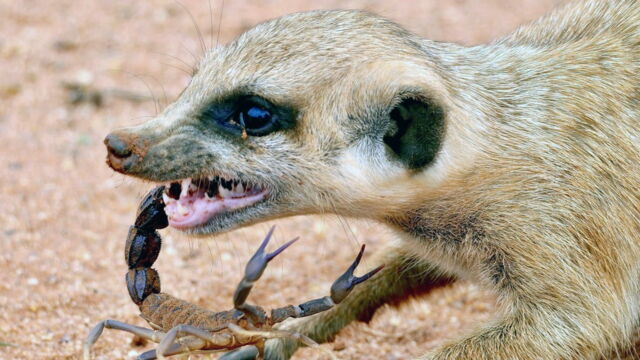 Vignette du programme télé Namibie sauvage