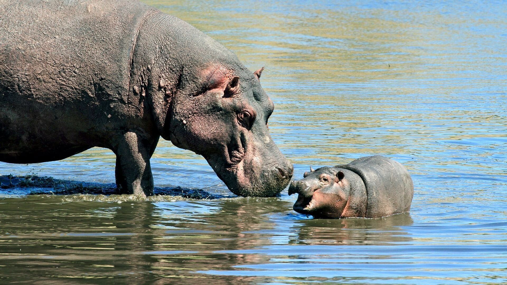 Vignette du programme télé Namibie sauvage