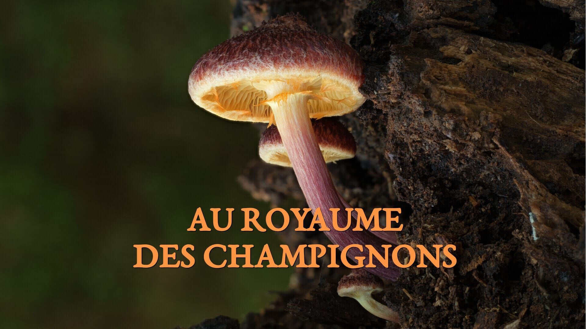 Vignette du programme télé Au royaume des champignons