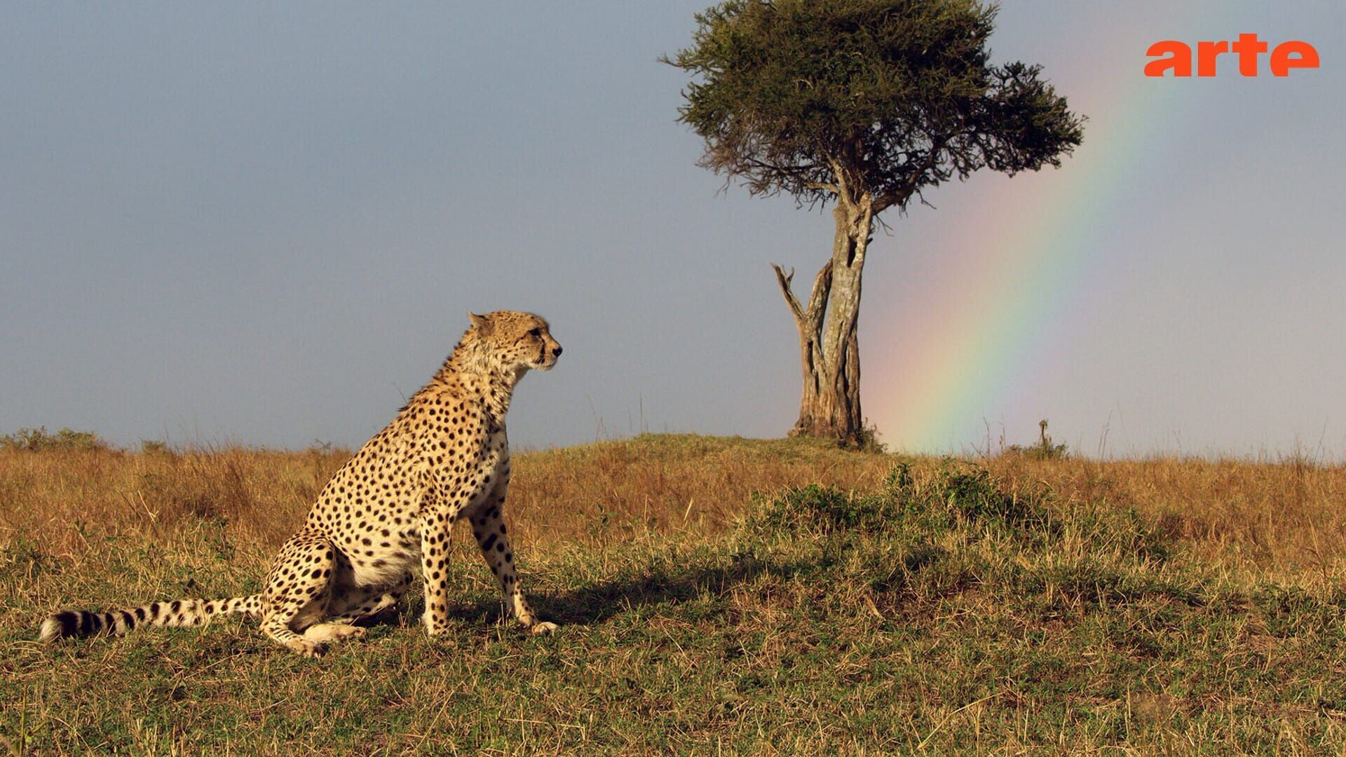 Vignette du programme télé Serengeti, la grande cavalcade des animaux