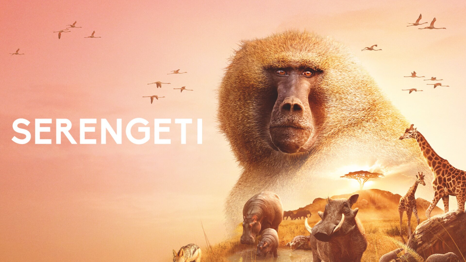 Vignette du programme télé Serengeti, la grande cavalcade des animaux
