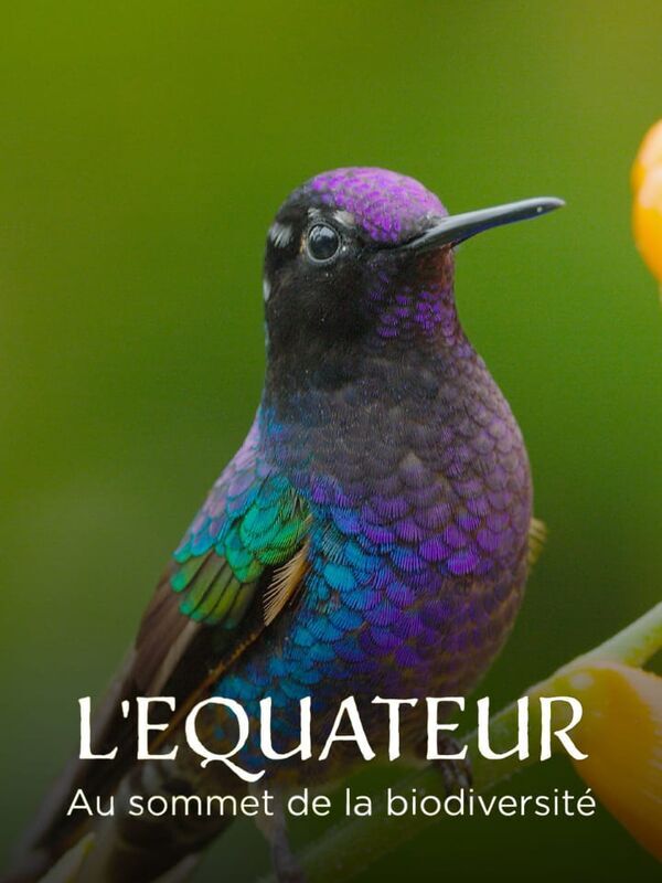 Vignette du programme télé L'Equateur, au sommet de la biodiversité : De l'Amazonie aux volcans andins