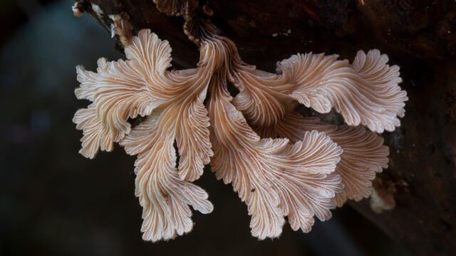 Vignette du programme télé Au royaume des champignons
