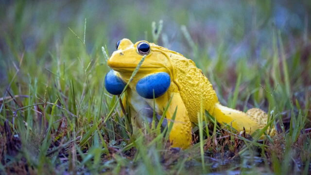 Vignette du programme télé Inde : Le monde merveilleux des grenouilles