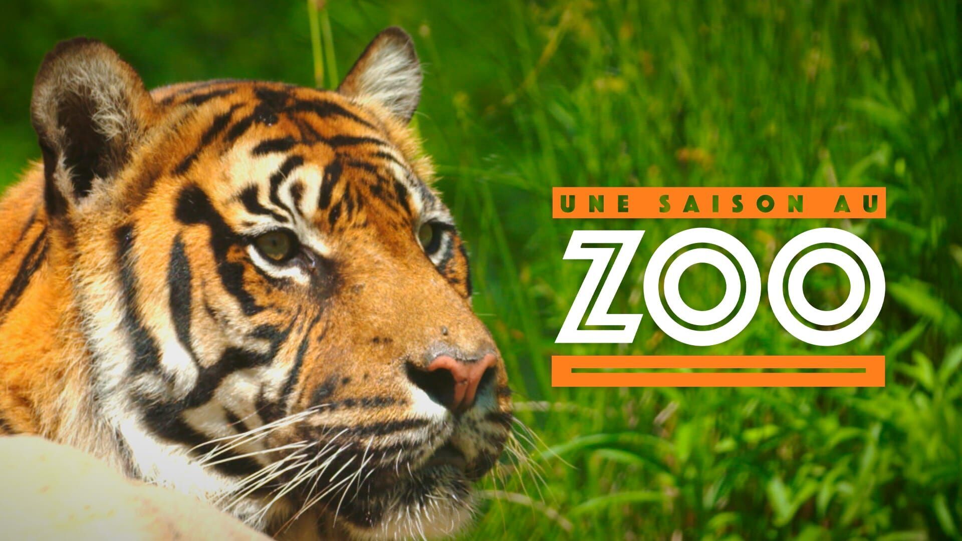 Vignette du programme télé Une saison au zoo