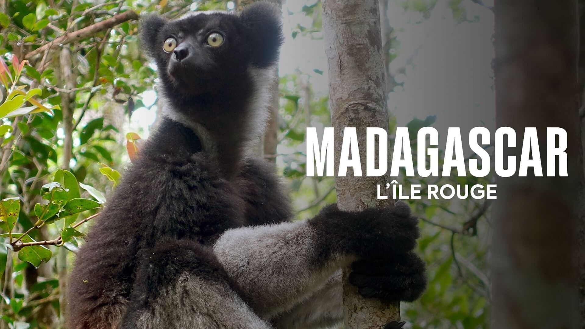 Vignette du programme télé Madagascar, l'île rouge