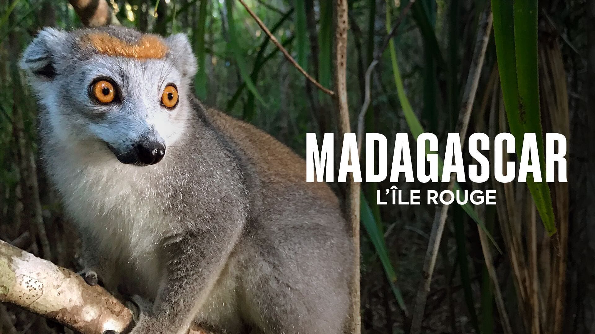 Vignette du programme télé Madagascar, l'île rouge