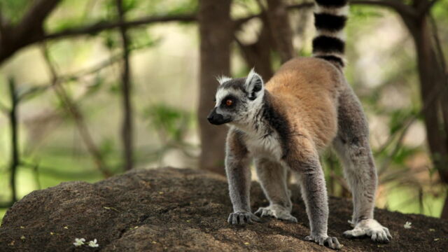 Vignette du programme télé Madagascar, l'île rouge