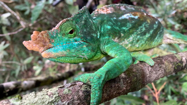 Vignette du programme télé Madagascar, l'île rouge