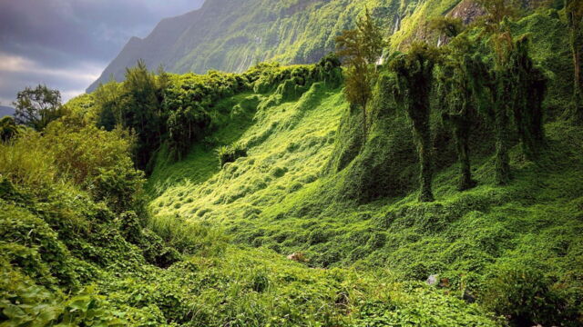 Vignette du programme télé La Réunion, le renouveau des jardins créoles