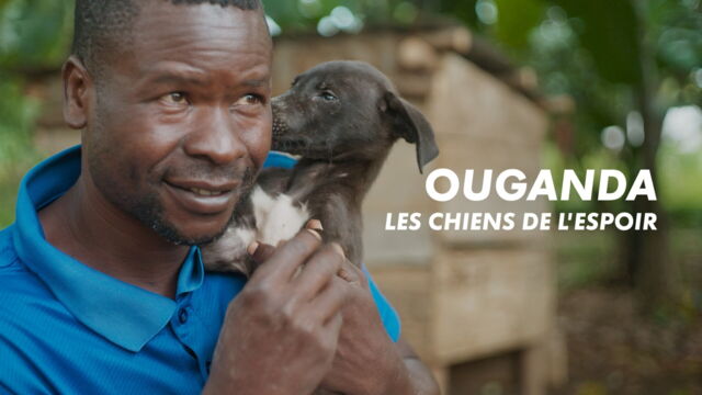Vignette du programme télé Ouganda, les chiens de l'espoir