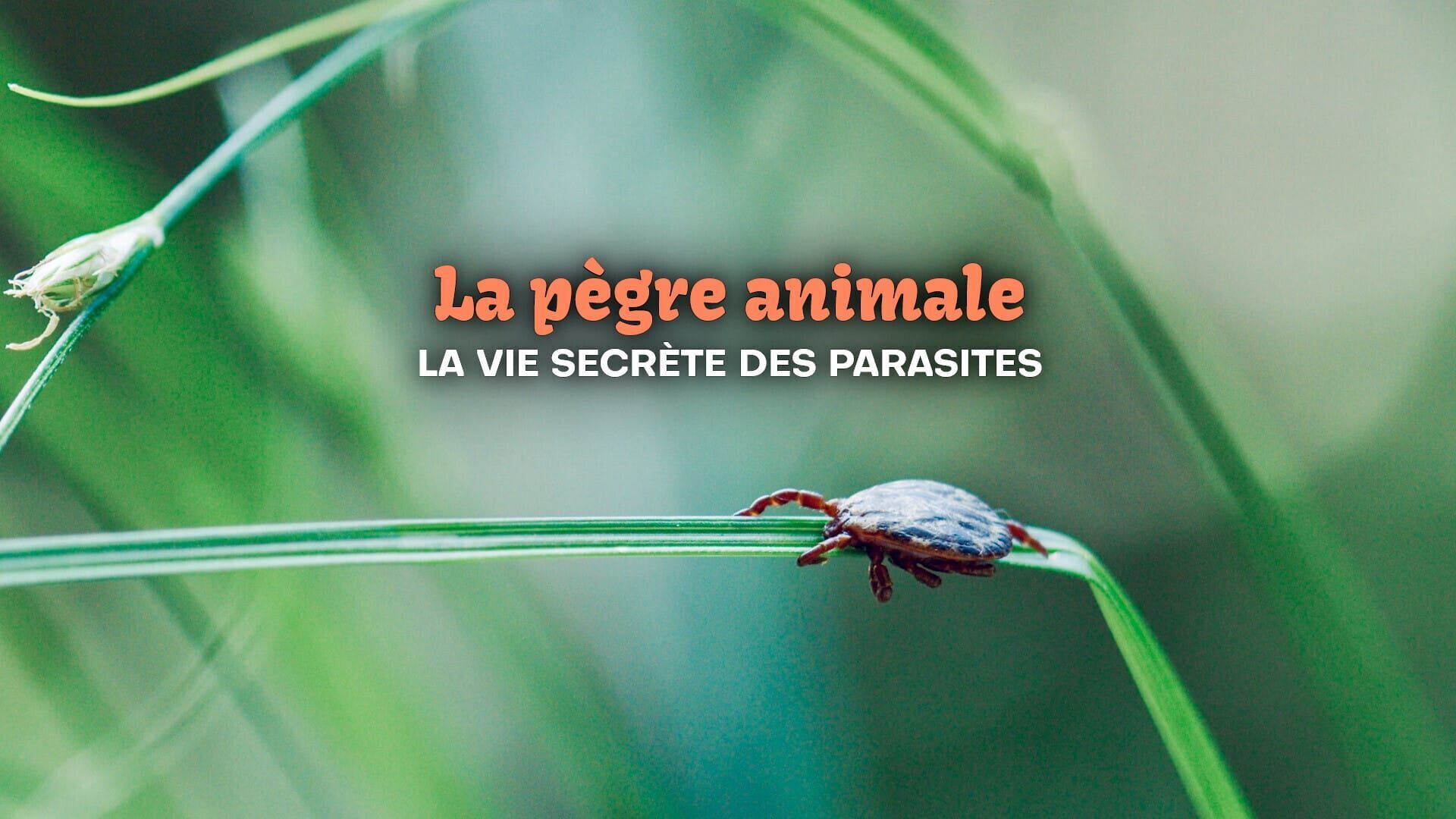 Vignette du programme télé La pègre animale : La vie secrète des parasites