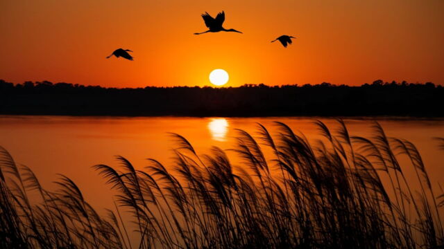 Vignette du programme télé Les miracles du delta de l'Okavango