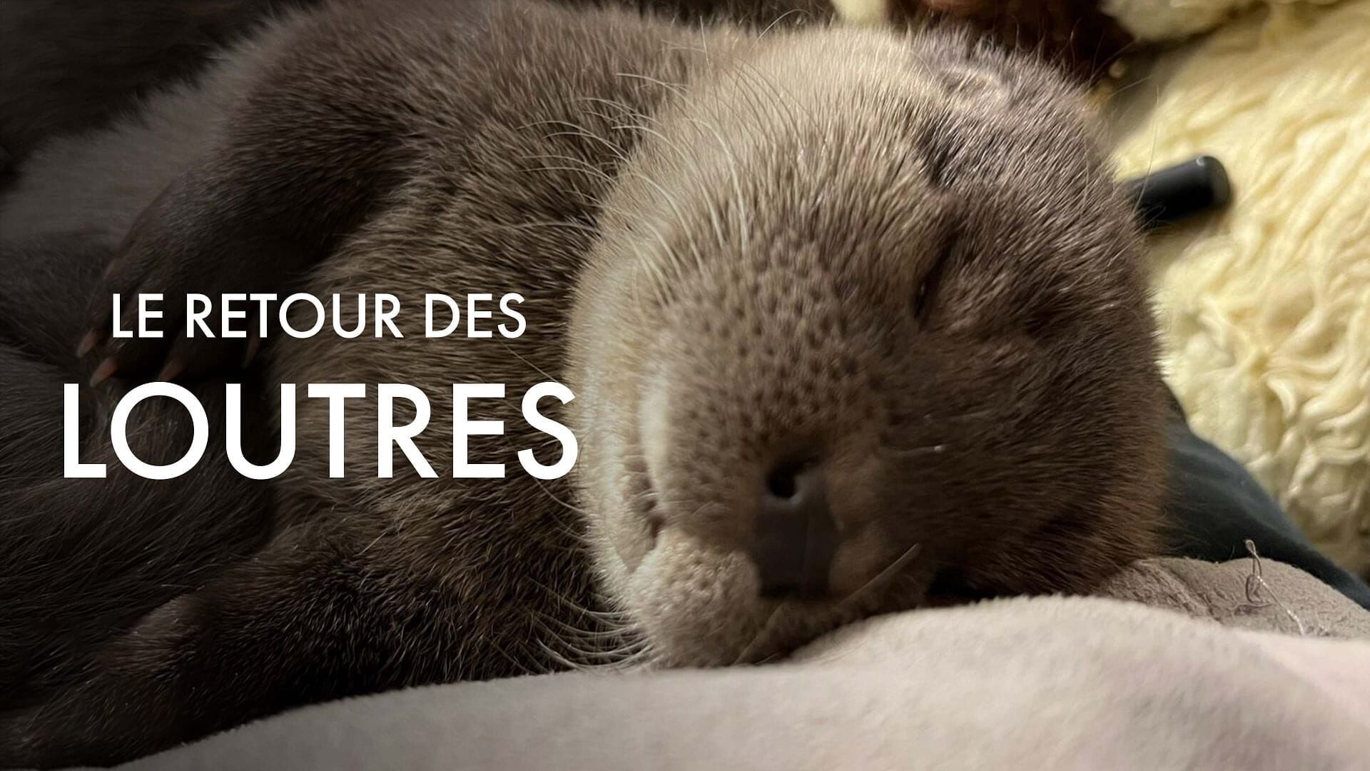 Vignette du programme télé Le retour des loutres