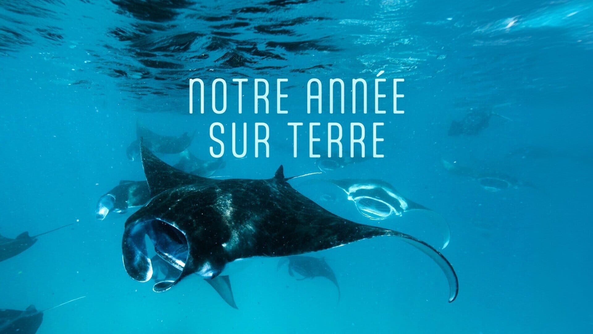 Vignette du programme télé Une année sur Terre
