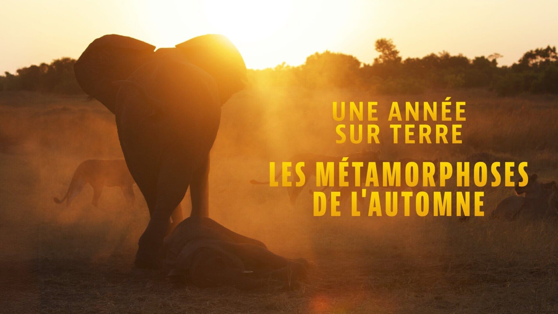 Vignette du programme télé Une année sur Terre