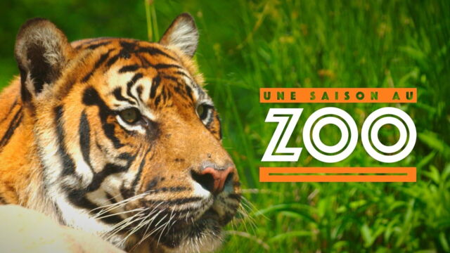 Vignette du programme télé Une saison au zoo