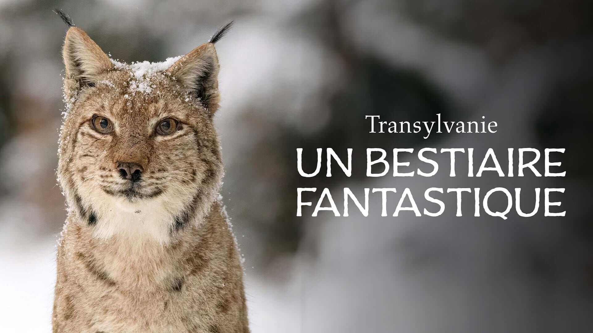 Vignette du programme télé Transylvanie, un bestiaire fantastique