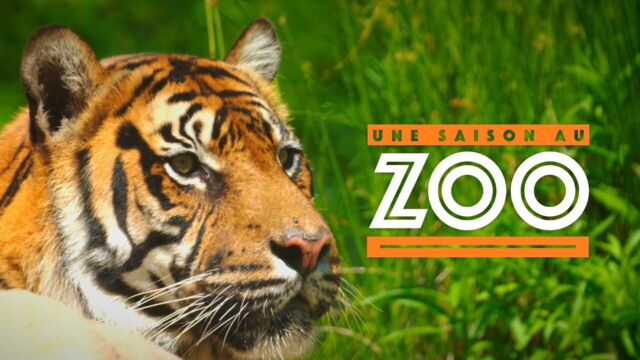 Vignette du programme télé Une saison au zoo