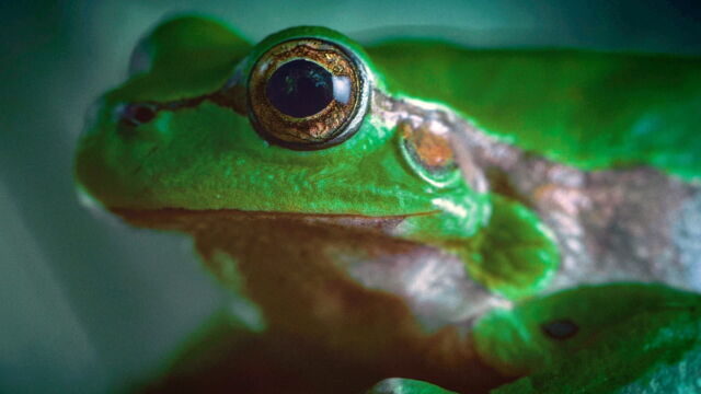 Vignette du programme télé La fabuleuse aventure des amphibiens